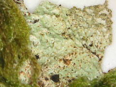 Platismatia norvegica