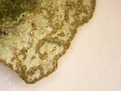Platismatia norvegica