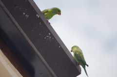 Brotogeris tirica