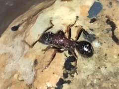Stictoponera bicolor