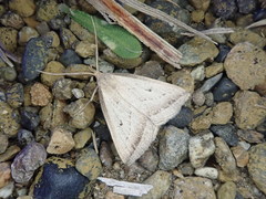 Zanclognatha obliqua