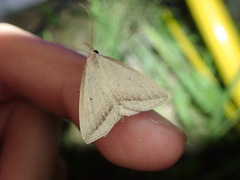 Zanclognatha obliqua