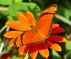 Dryas iulia alcionea