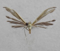 Hellinsia pectodactylus