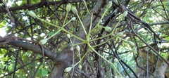 Pisonia aculeata