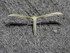 Hellinsia pectodactylus