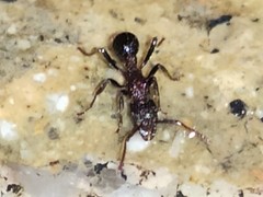 Stictoponera bicolor