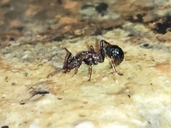 Stictoponera bicolor