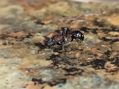 Stictoponera bicolor
