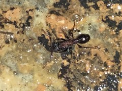 Stictoponera bicolor