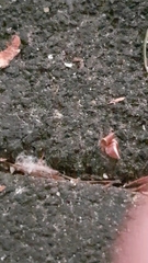 Insecta