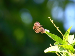 Anastrus sempiternus
