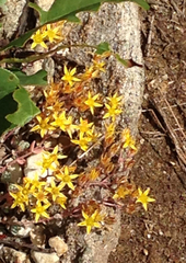 Sedum debile