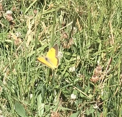 Colias electo electo