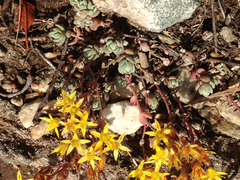 Sedum debile