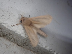 Phragmataecia castaneae