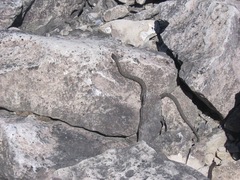 Nerodia sipedon
