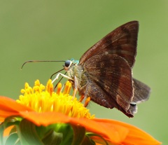 Astraptes elorus