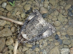 Anacronicta caliginea