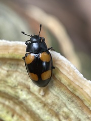 Aulacocheilus doriae