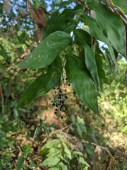 Lasiacis ruscifolia