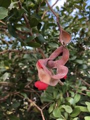 Pithecellobium keyense