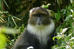 Cercopithecus mitis kolbi