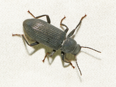Xylopinus saperdoides