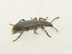Xylopinus saperdoides