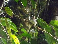 Micromonacha lanceolata