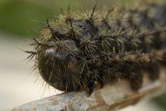Heliconisa pagenstecheri