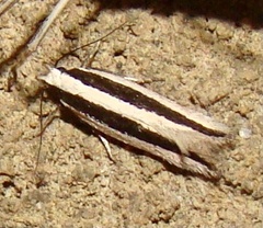 Angustalius malacellus