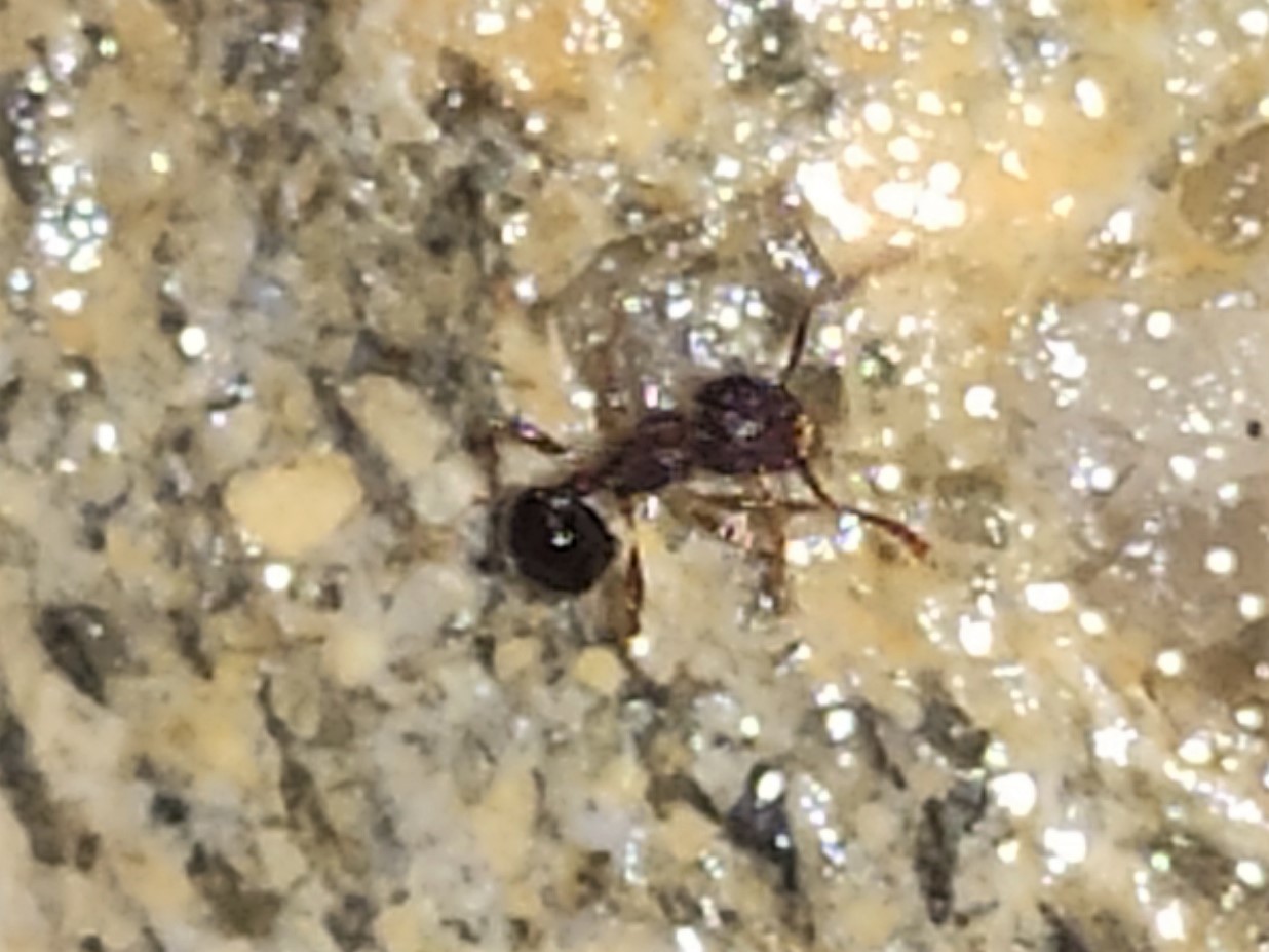 Pristomyrmex