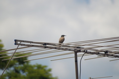 Pitangus sulphuratus