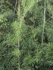 Guadua paniculata