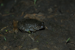 Occidozyga lima