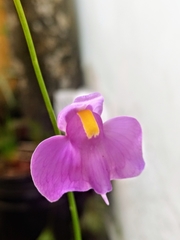 Utricularia longifolia