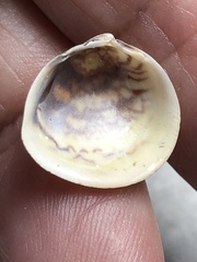 Laevicardium mortoni