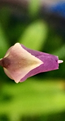 Utricularia longifolia