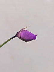 Utricularia longifolia