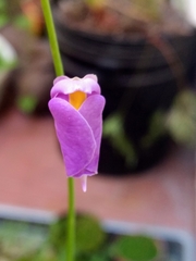 Utricularia longifolia