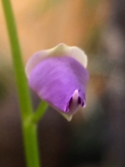 Utricularia longifolia