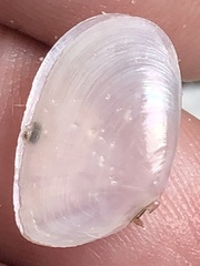 Oudardia iris