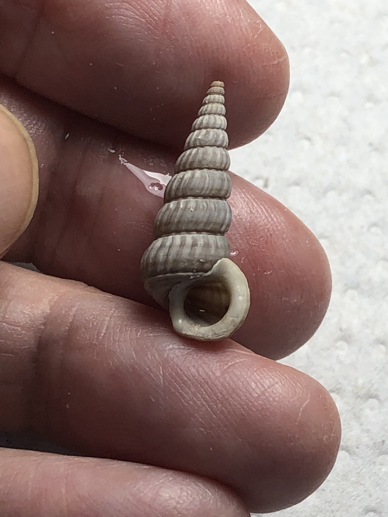 Ladder Horn Snail