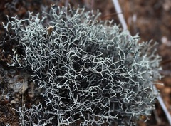 Pseudevernia