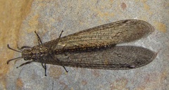 Acanthaclisini