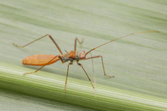 Phaenacantha bicolor