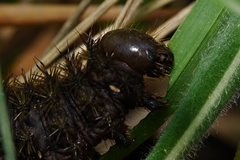 Heliconisa pagenstecheri