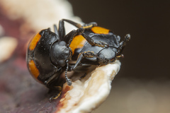 Aulacocheilus doriae