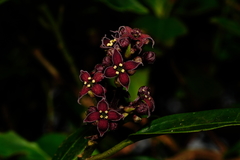 Aucuba chinensis